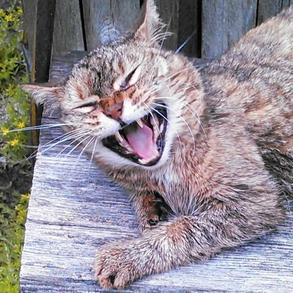 Meet your Posher, Qetsiyah - Picture 7 of 8